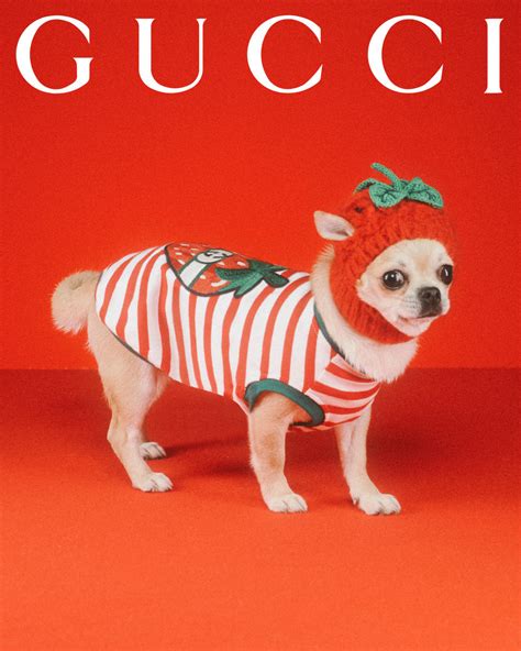 bruine gucci pet|Gucci pets.